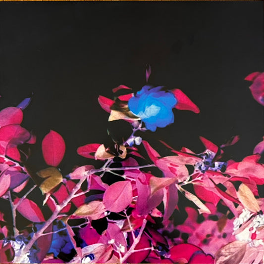 Not Waving Feat. Silvia Fendi : What Is Normal Today? (LP, sem)