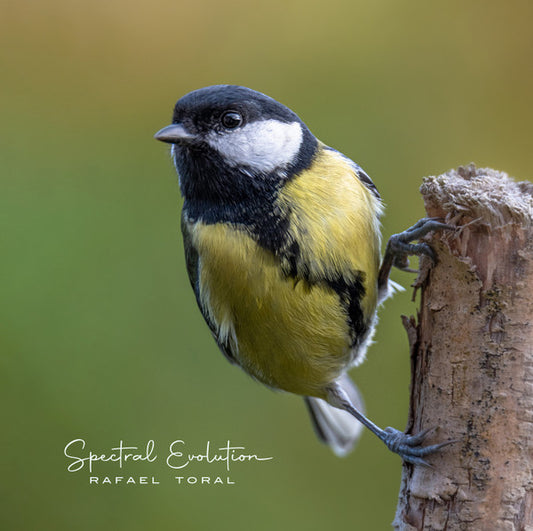 Rafael Toral : Spectral Evolution (LP, Album)